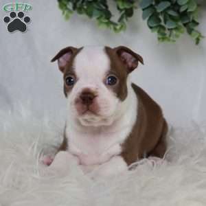 Buster, Boston Terrier Puppy